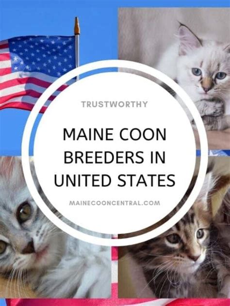 Maine coon united states - 